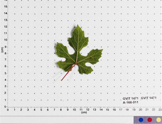 LEAF