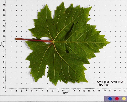 Click for 3 image(s) for this accession. LEAF