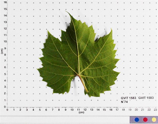 LEAF