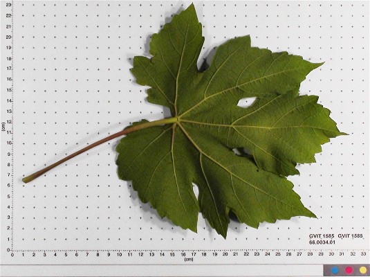 LEAF