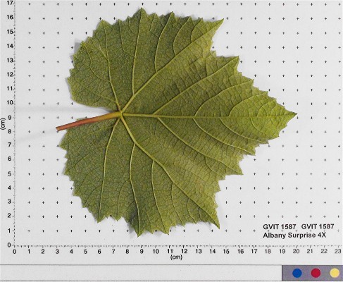 LEAF