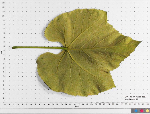 LEAF