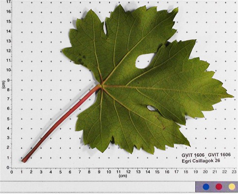 LEAF