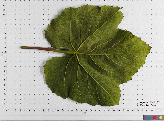 LEAF