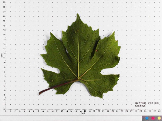 LEAF
