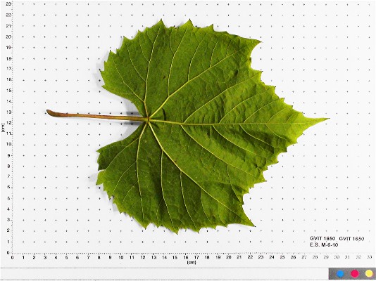 LEAF