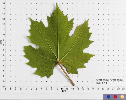 LEAF