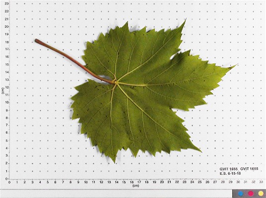LEAF