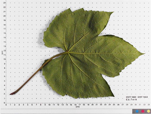 LEAF