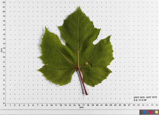LEAF