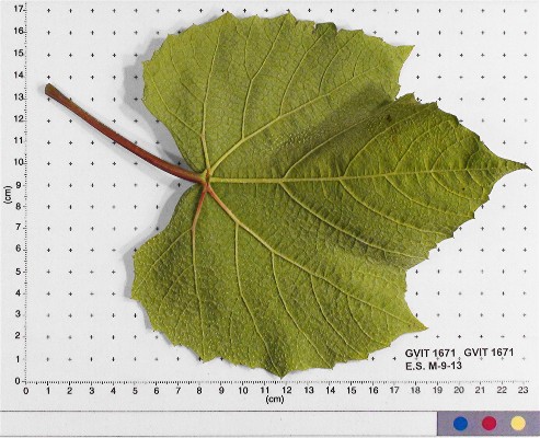 LEAF
