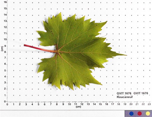 LEAF