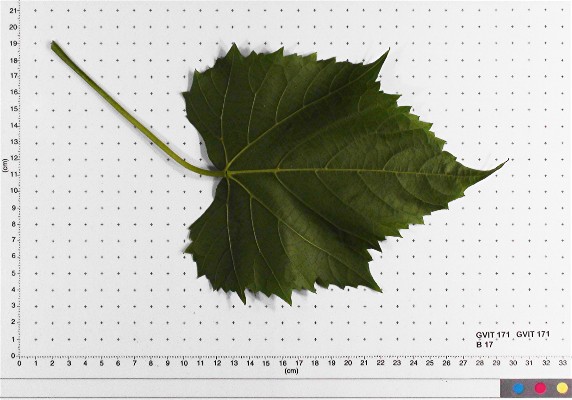 LEAF