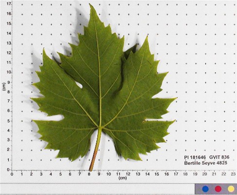 LEAF