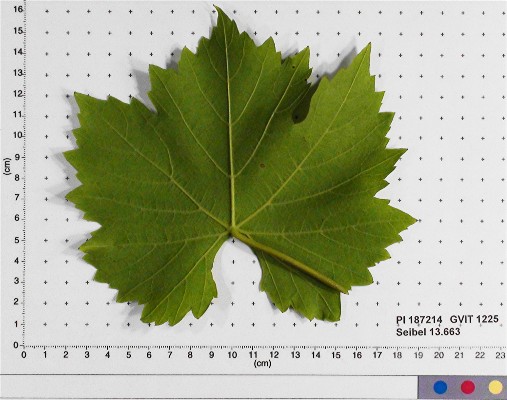 LEAF