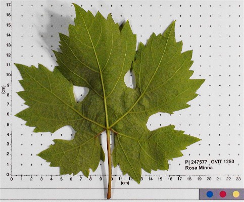 LEAF