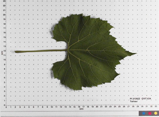 LEAF