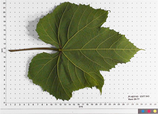 Click for 3 image(s) for this accession. LEAF