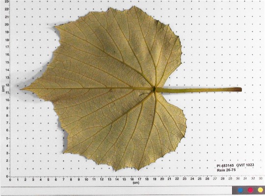 LEAF