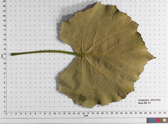 LEAF