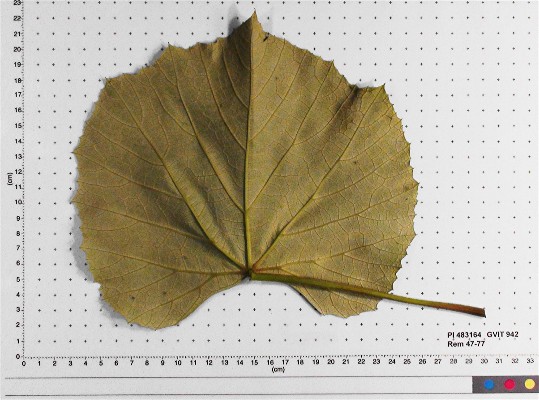 LEAF