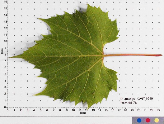 LEAF