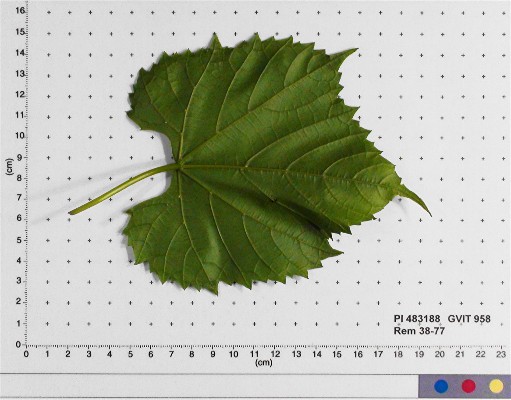 LEAF