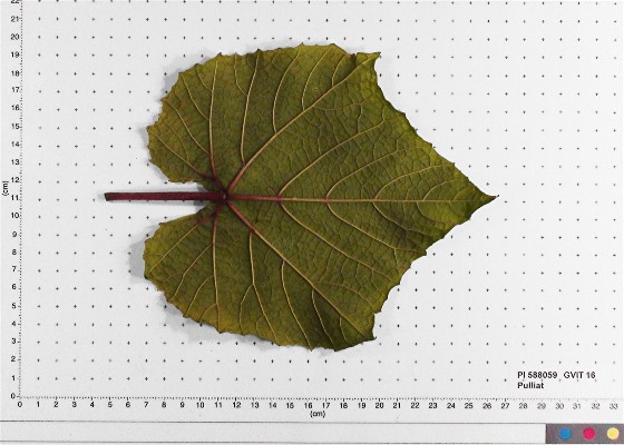 LEAF
