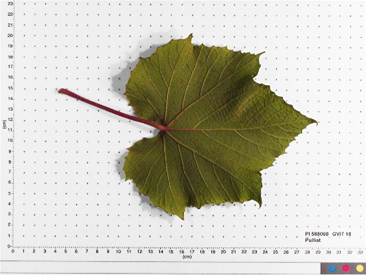LEAF
