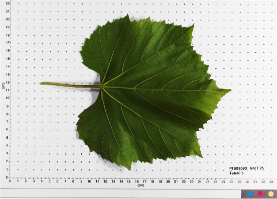 LEAF