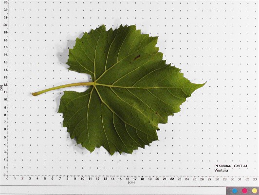 Click for 4 image(s) for this accession. LEAF