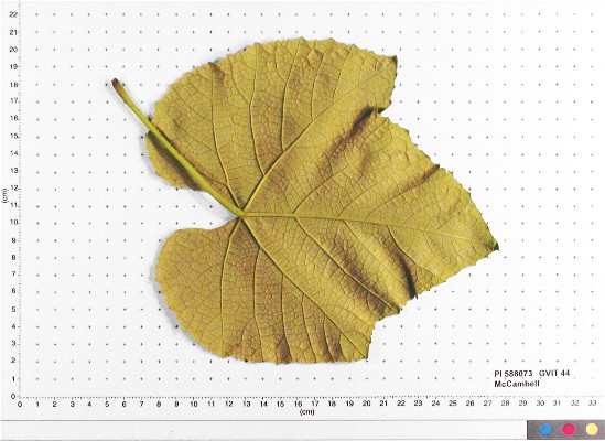 Click for 4 image(s) for this accession. LEAF