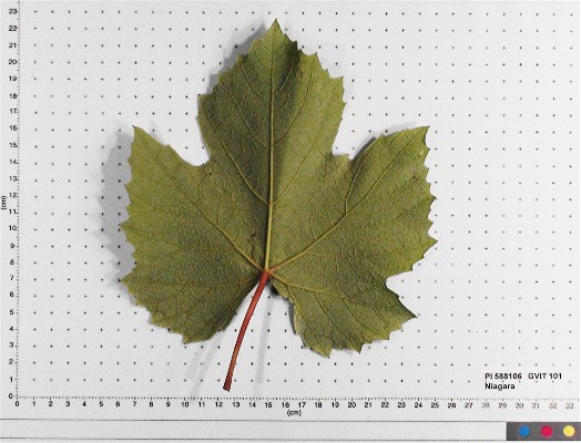 Click for 4 image(s) for this accession. LEAF
