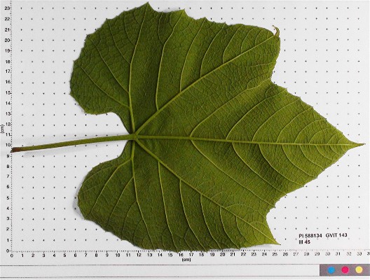 LEAF