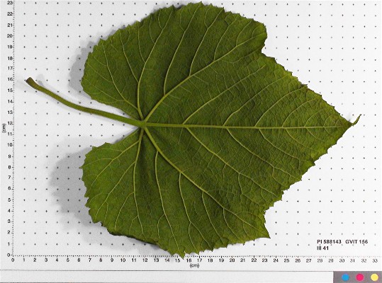 LEAF
