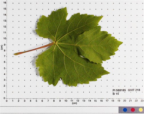 LEAF