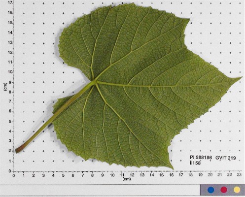 Click for 4 image(s) for this accession. LEAF
