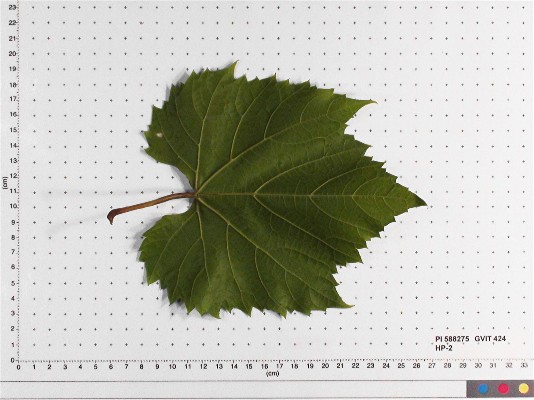 LEAF
