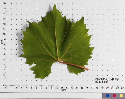 LEAF