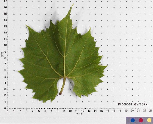 Click for 4 image(s) for this accession. LEAF