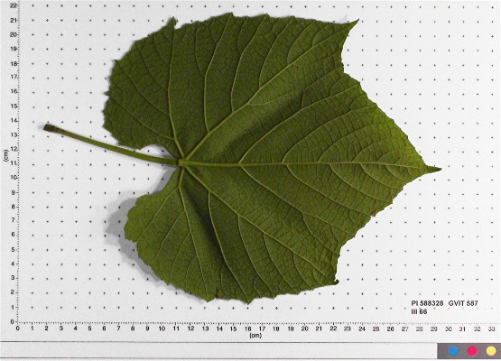 LEAF