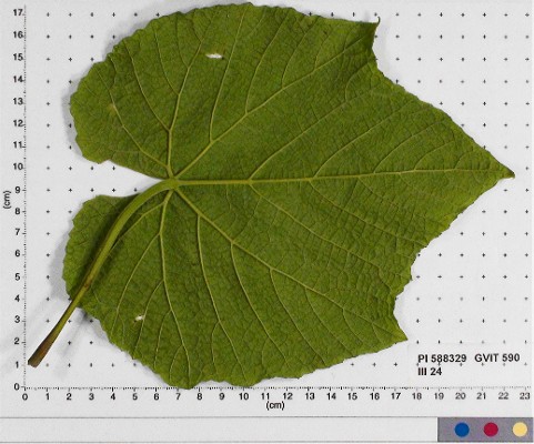 LEAF