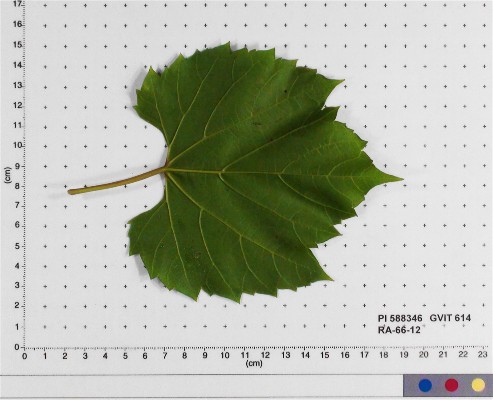 LEAF