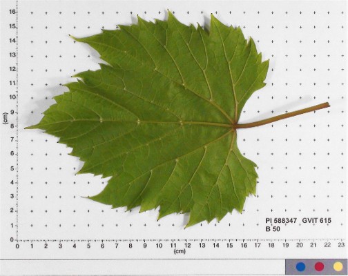 Click for 4 image(s) for this accession. LEAF