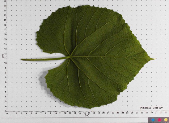 LEAF