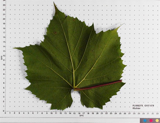 Click for 3 image(s) for this accession. LEAF
