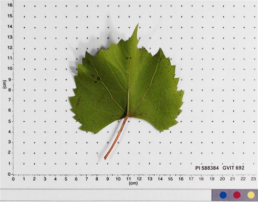 LEAF