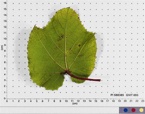 LEAF