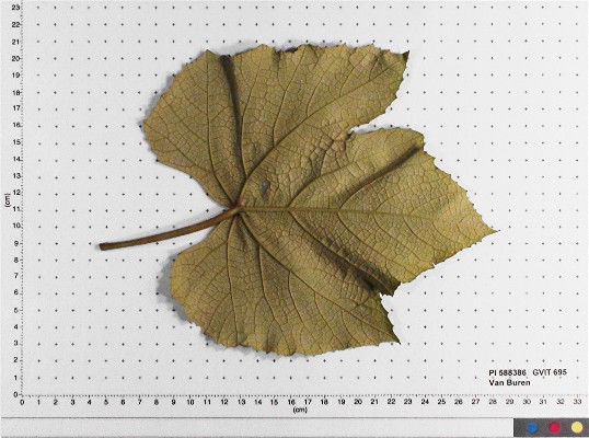 Click for 3 image(s) for this accession. LEAF