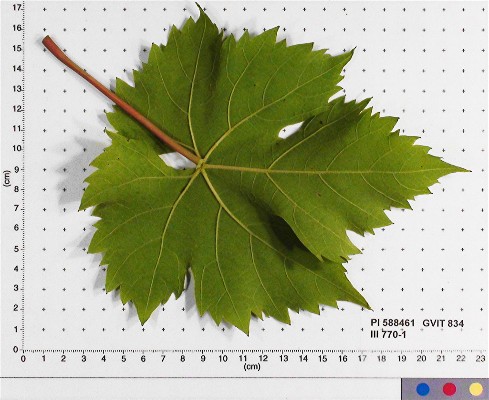 LEAF